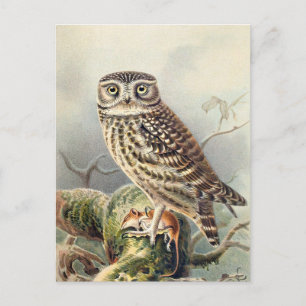 Carte Postale Illustration vintage Owl