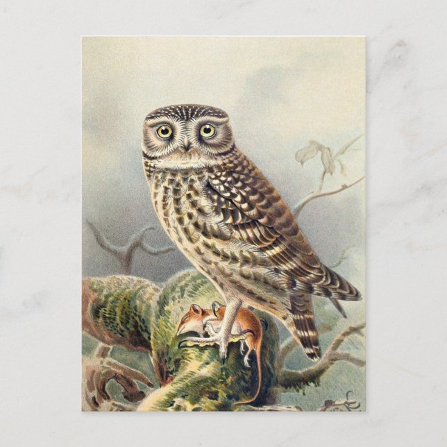 Carte Postale Illustration vintage Owl (Devant)