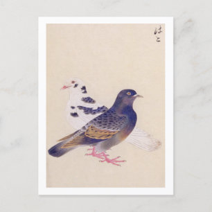 Carte Postale Illustration vintage : Pigeon