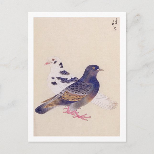 Carte Postale Illustration vintage : Pigeon (Devant)