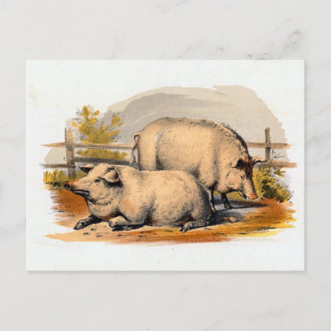 Carte Postale Illustration vintage Pigs (Devant)