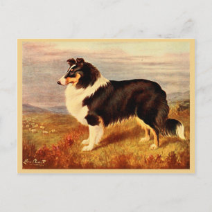 Carte Postale Illustration vintage pour chien Collie