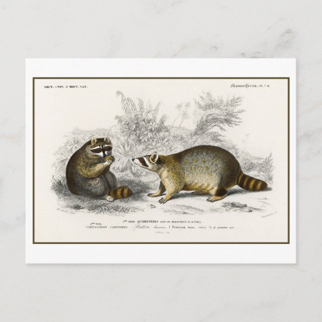 Carte Postale Illustration vintage Raccoon (Devant)