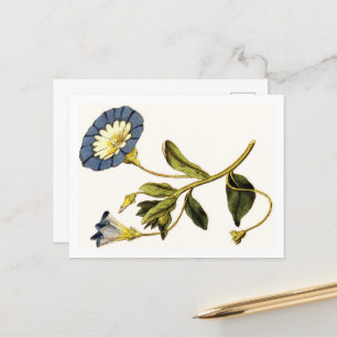 Carte Postale Illustrations botaniques de Curtis
