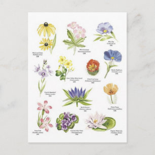 Carte Postale Illustrations florales botaniques