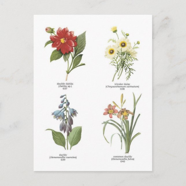 Carte Postale Illustrations florales botaniques (Devant)