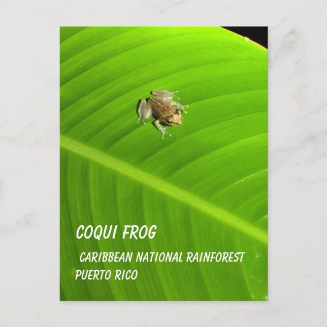 Carte Postale IMAG0274.jpg, Coqui Frog, Caribbean National Ra... (Devant)