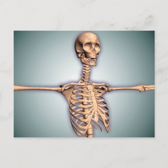 Carte Postale Image Conceptuelle De La Cage Des Ribs Humains Et  (Devant)