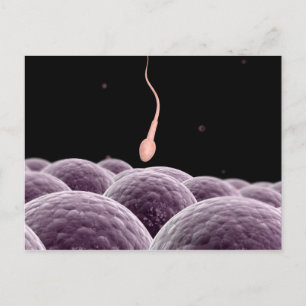 Carte Postale Image Conceptuelle De La Fertilisation