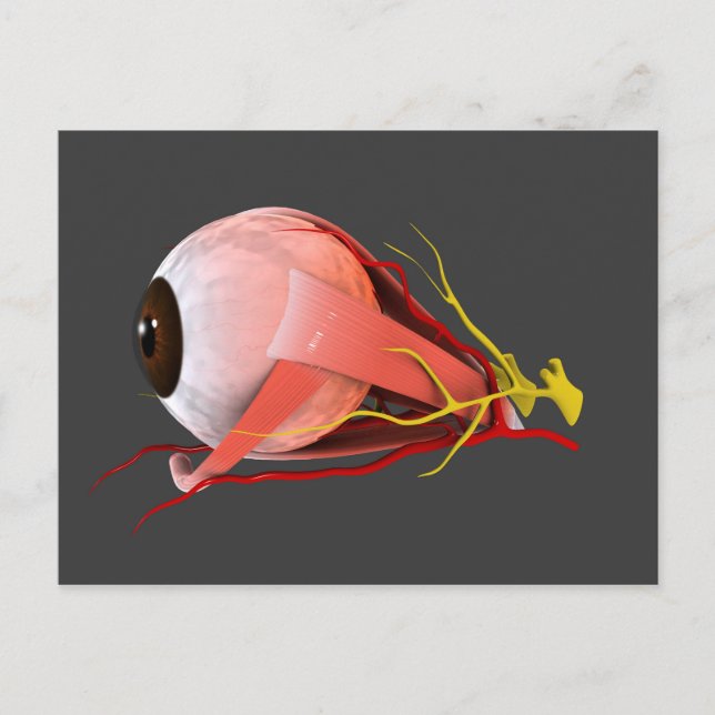 Carte Postale Image Conceptuelle De L'Anatomie Des Yeux Humains  (Devant)