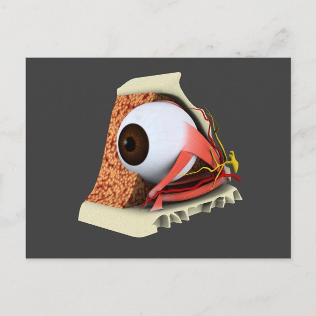 Carte Postale Image Conceptuelle De L'Anatomie Des Yeux Humains  (Devant)