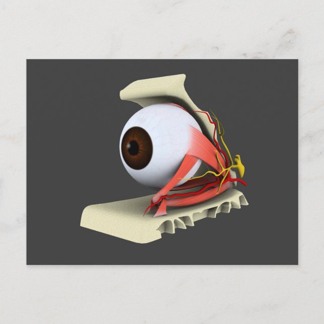 Carte Postale Image Conceptuelle De L'Anatomie Des Yeux Humains  (Devant)