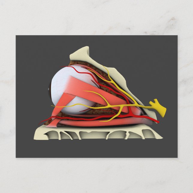 Carte Postale Image Conceptuelle De L'Anatomie Des Yeux Humains  (Devant)