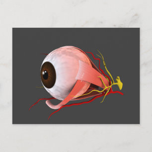 Carte Postale Image Conceptuelle De L'Anatomie Des Yeux Humains 