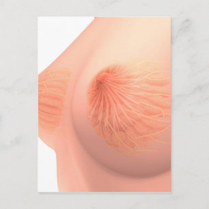 Carte Postale Image Conceptuelle De L'Anatomie Du Sein Féminin 4