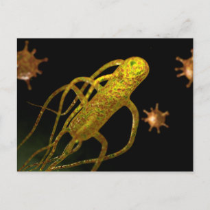 Carte Postale Image Conceptuelle De Salmonella Typhi 1