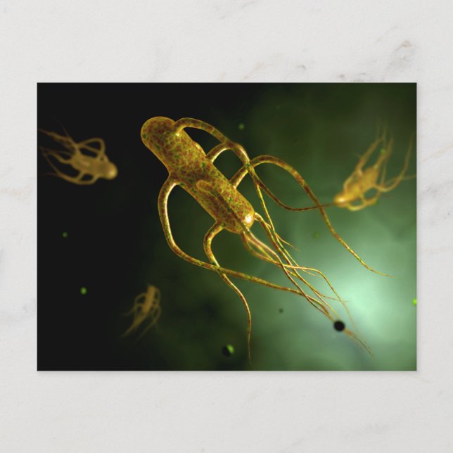 Carte Postale Image Conceptuelle De Salmonella Typhi 2 (Devant)