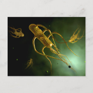 Carte Postale Image Conceptuelle De Salmonella Typhi 2