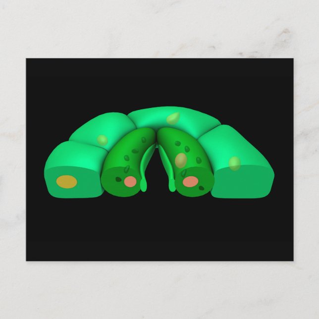 Carte Postale Image Conceptuelle De Stomata 2 (Devant)