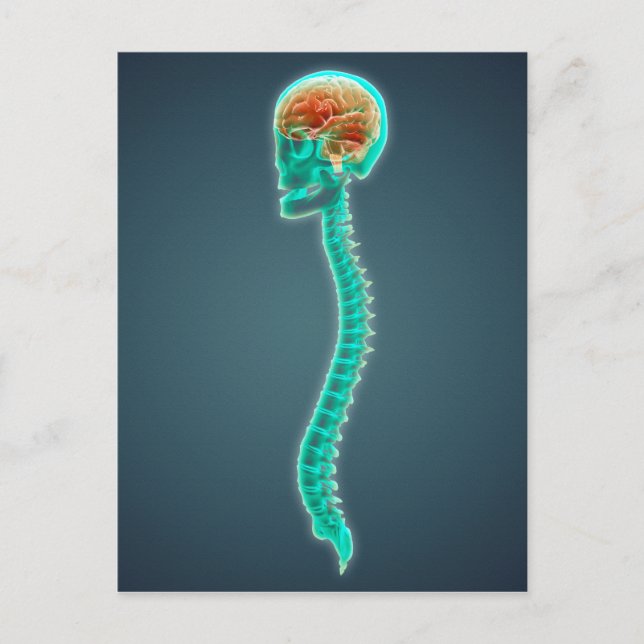 Carte Postale Image Conceptuelle Du Cerveau, Du Crâne Et De La S (Devant)