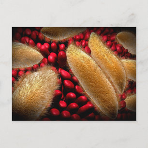 Carte Postale Image Conceptuelle Du Paramecium 1