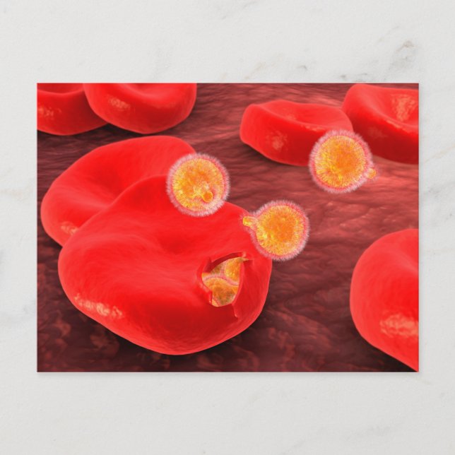 Carte Postale Image Conceptuelle Du Paramecium 2 (Devant)