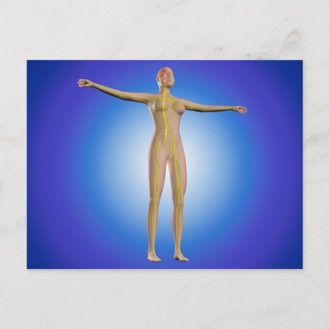Carte Postale Image Conceptuelle Du Système Nerveux Féminin (Devant)