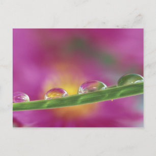 Carte Postale Image d'asters formés dans des gouttelettes d'eau