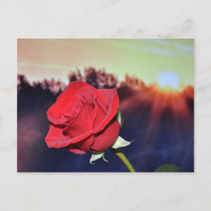 Carte Postale Image de la fleur rouge
