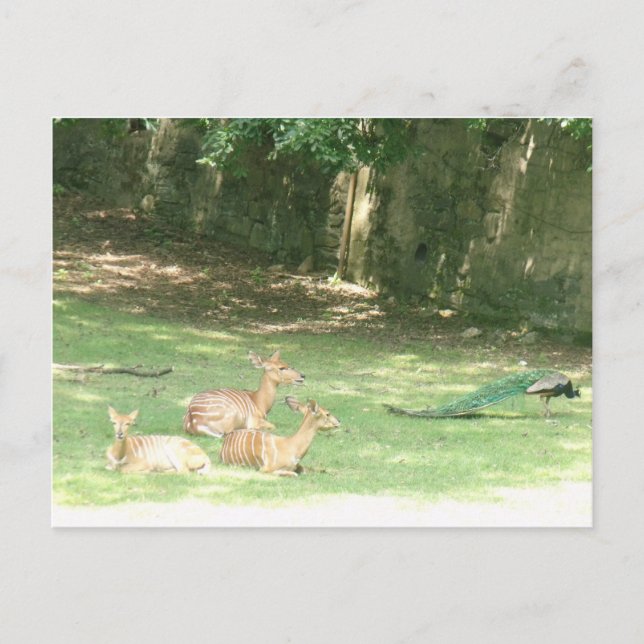Carte Postale Image du zoo Bronx (Devant)