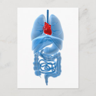 Carte Postale Image En Rayon X D'Organes Internes Avec Coeur