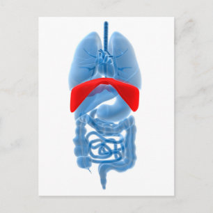 Carte Postale Image En Rayon X D'Organes Internes Avec Diaphragm