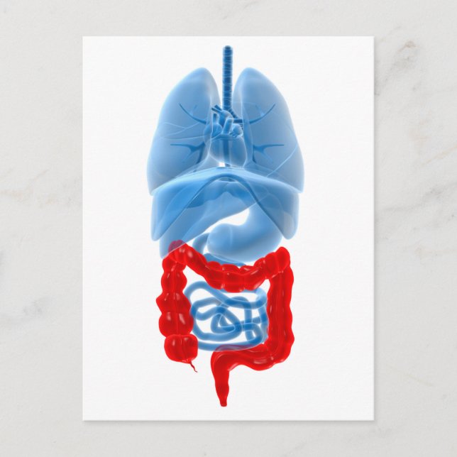 Carte Postale Image En Rayon X D'Organes Internes Avec Gros (Devant)