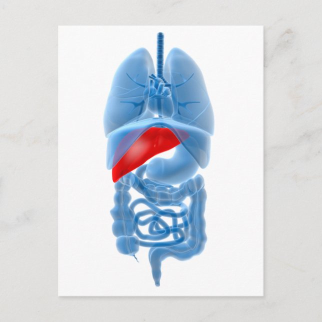 Carte Postale Image En Rayon X D'Organes Internes Avec Pancréas (Devant)