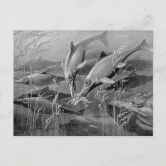 Carte Postale Image noir et blanc vintage rétro d'ichthyosaure