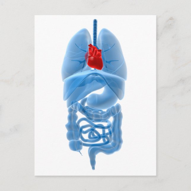 Carte Postale Image radiographique d'organes internes avec cœur (Devant)