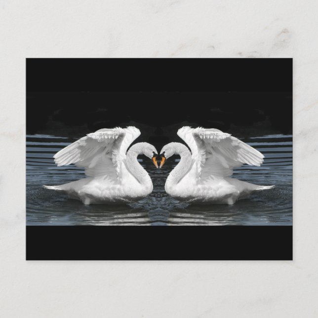 Carte Postale Image retournée blanche de cygne muet (Devant)