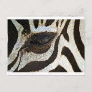 Carte Postale Image sereine et mignonne de l'oeil d'un zèbre