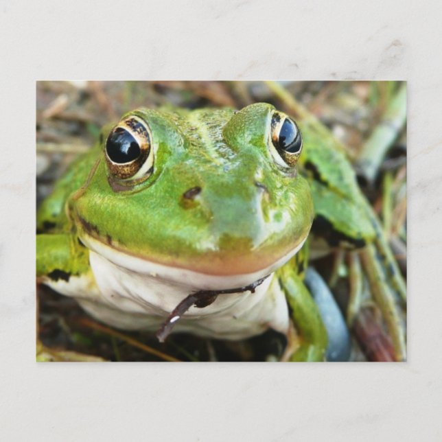 Carte postale Images de grenouille (Devant)