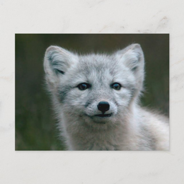 Carte Postale Images Getty | Arctic Fox Kit (Devant)