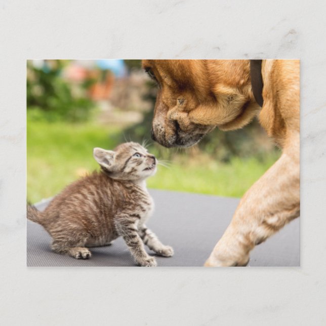 Carte Postale Images Getty | Chien et chat en amour (Devant)