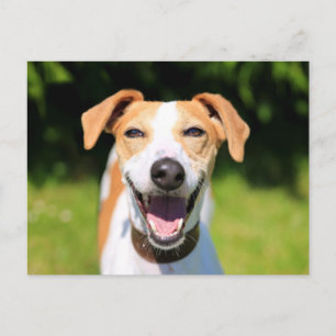 Carte Postale Images Getty   Chien riant