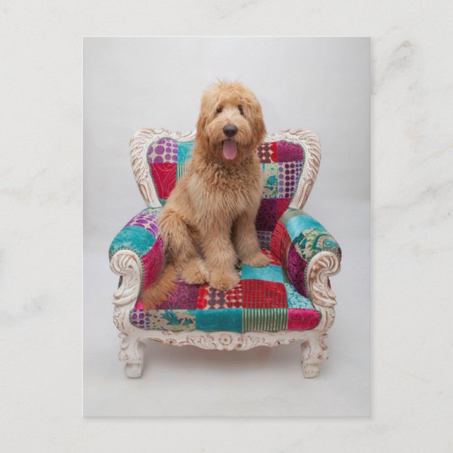 Carte Postale Images Getty | Cute Goldendoodle (Devant)