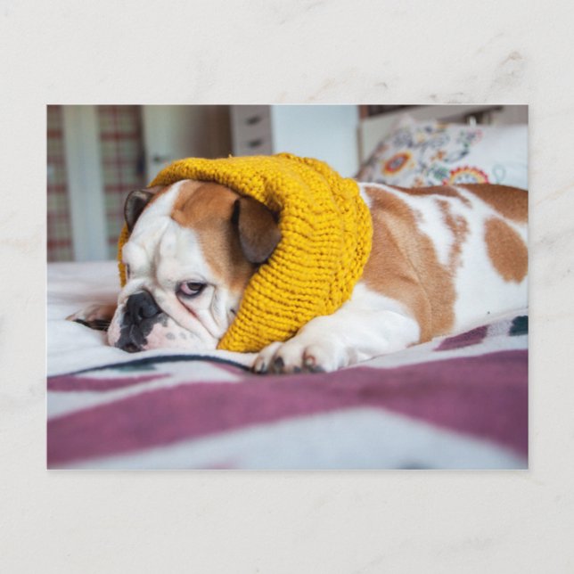 Carte Postale Images Getty | English Bulldog (Devant)