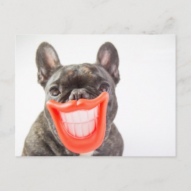Carte Postale Images Getty | Un chien souriant (Devant)