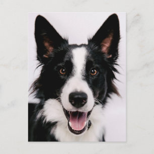 Carte Postale Images Getty   Une Collie frontalière souriante