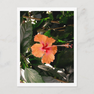 CARTE POSTALE IMG_0033