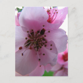 CARTE POSTALE IMG_0037_3