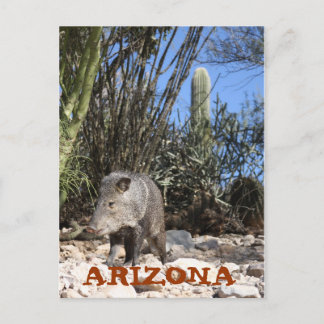 CARTE POSTALE IMG_0830, ARIZONA