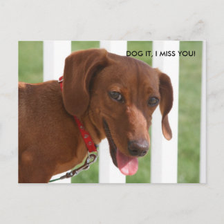 CARTE POSTALE IMG_1331, CHIEN, TU ME MANQUES !